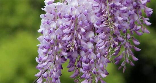 紫色丁香花语——寄托思念与温馨（紫色丁香花的象征意义及文化内涵）