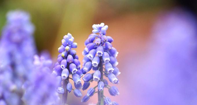 紫色风信子的花语和传说（探寻紫色风信子的神秘之美——花语和传说）