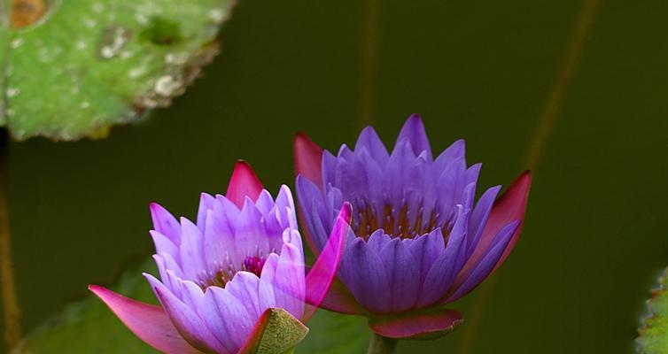 紫色睡莲的花语与含义（探索紫色睡莲的美丽和象征意义）