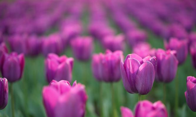 紫色郁金香花语——传递浪漫与神秘（神秘的紫色郁金香传达出的15个深刻含义）