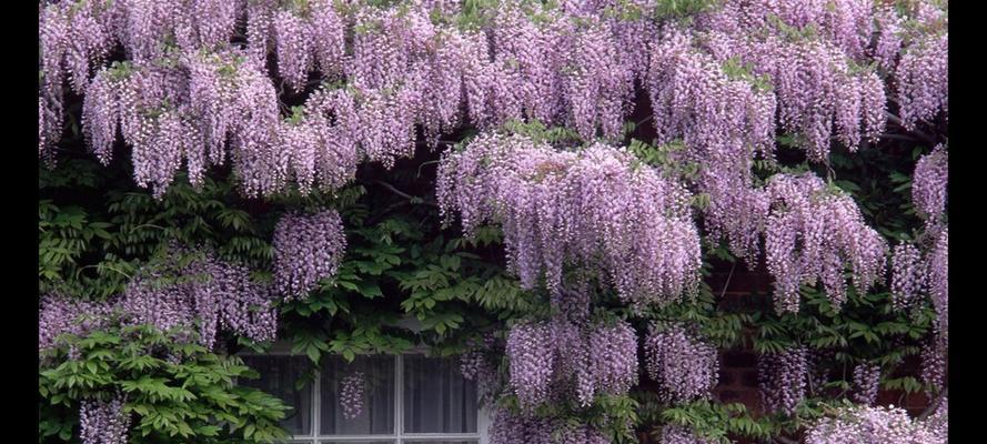 紫藤花（探寻紫藤花的寓意与象征）