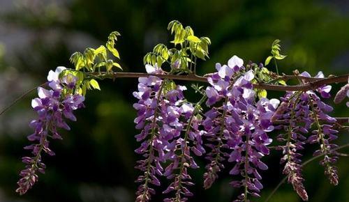 紫藤花花语寓意（花开花落）