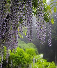 紫藤花花语寓意（花开花落）