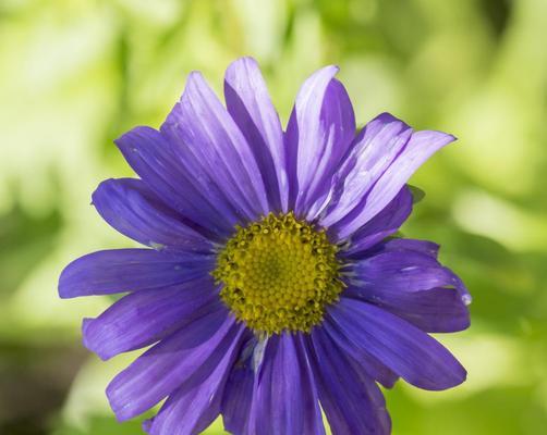 紫菀花的花语——温暖、坚韧与永恒（传递美好与希望的紫菀花）