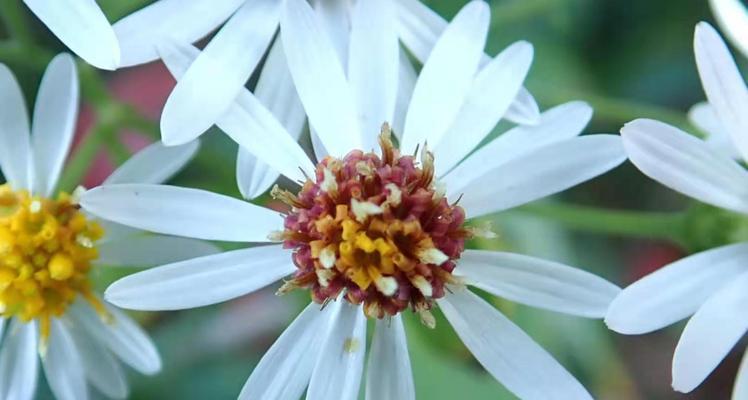 紫菀花的花语——温暖、坚韧与永恒（传递美好与希望的紫菀花）