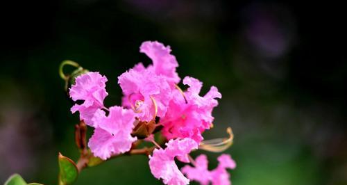 紫薇花的花语及其象征意义（探索紫薇花的花语与寓意）