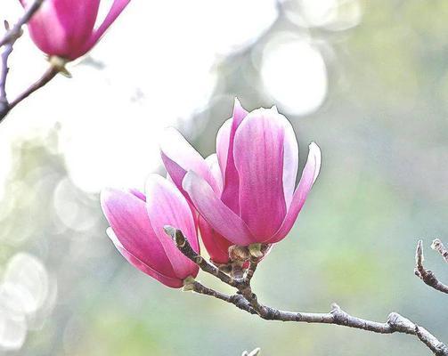 紫玉兰的花语与含义（探寻紫玉兰花的神秘符号与象征）