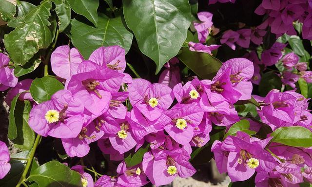 三角梅夏季开花的奥秘（探索夏天里的花海世界）