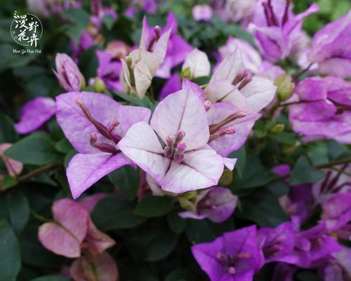 三角梅雪紫勤花——花开如意，繁花似锦（品味三角梅雪紫勤花的美妙之处）