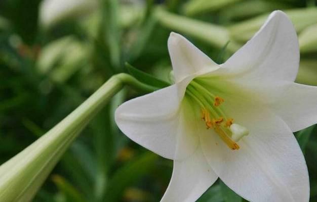 白百合的花语与意义（探索白百合花朵的寓意及象征）