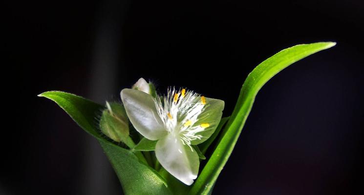 白花紫露草花语之美——展现纯洁与祝福（白花紫露草花语的深刻寓意与美丽传说）