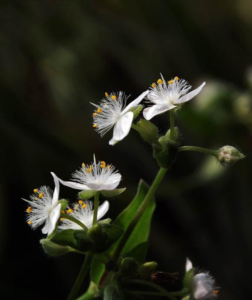 白花紫露草花语之美——展现纯洁与祝福（白花紫露草花语的深刻寓意与美丽传说）