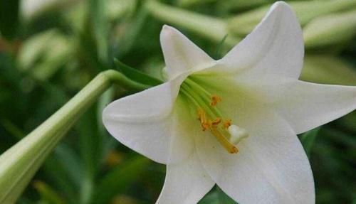 圣诞百合花语的美丽祝福（圣诞百合花语与节日庆祝的完美融合）