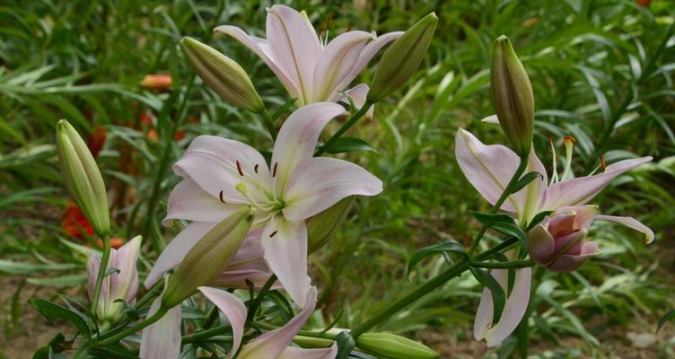 橙色百合花的象征意义（探寻橙色百合花的神秘之处）