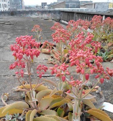 三棱箭的花期及开花形态（探究三棱箭的神秘面纱）