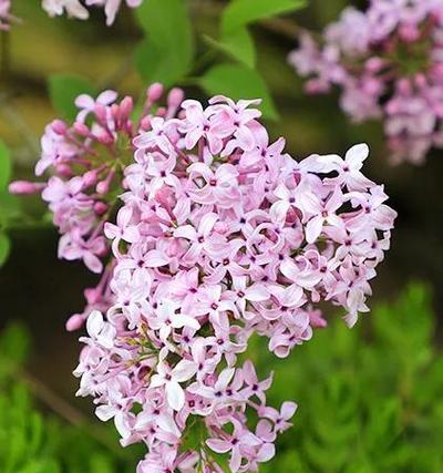 丁香花的花语与意义（探寻丁香花的神秘语言）