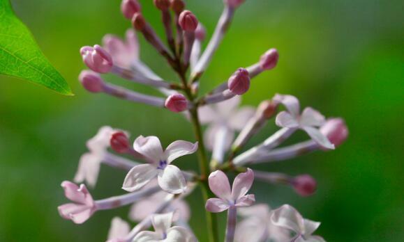 丁香花的花语及其寓意（深情不变的丁香花）