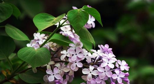 丁香花的花语及其寓意（深情不变的丁香花）