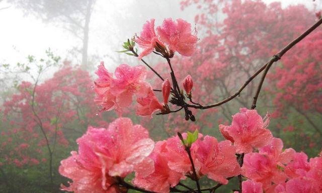 杜鹃花（揭示杜鹃花的象征意义与美丽之谜）