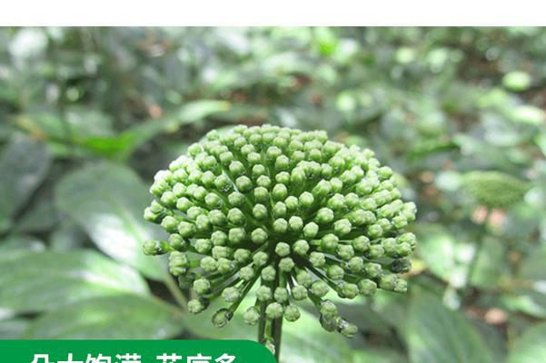 三七花开花时间、花朵形态及其特点（了解三七花的生长习性和特点）