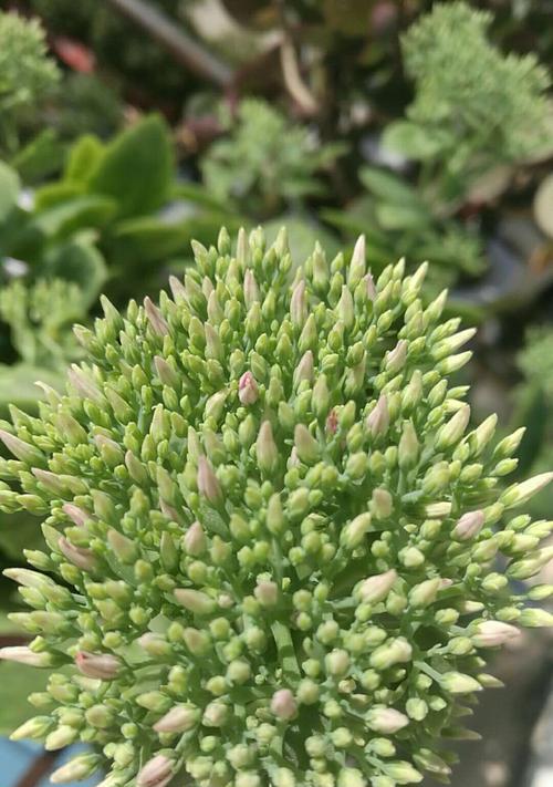 三七花开花时间、花朵形态及其特点（了解三七花的生长习性和特点）