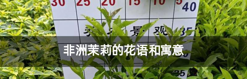 非洲茉莉（传承与希望的象征——非洲茉莉的美丽与意义）