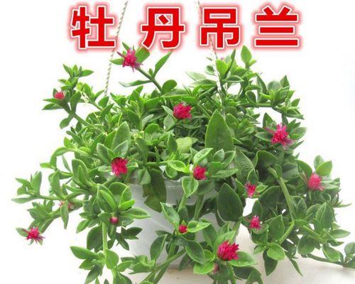 三七开花之神奇面纱（一场惊艳的自然盛宴）