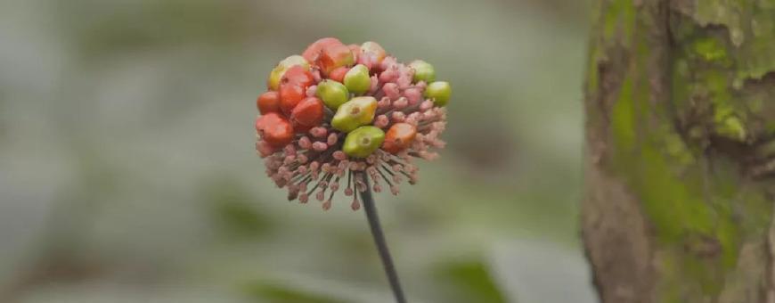 三七开花之神奇面纱（一场惊艳的自然盛宴）