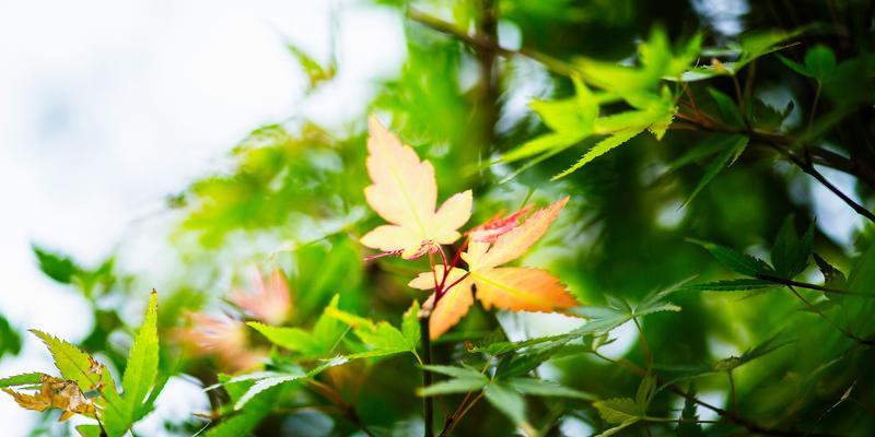 枫叶的花语及其象征意义（颂扬枫叶的芬芳）