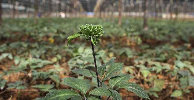 三七——一种五加科草本植物（探究三七的分类归属及药用价值）