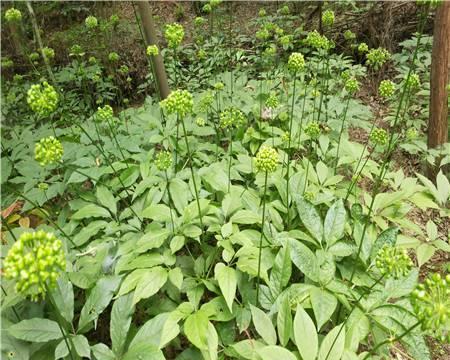 三七——一种五加科草本植物（探究三七的分类归属及药用价值）