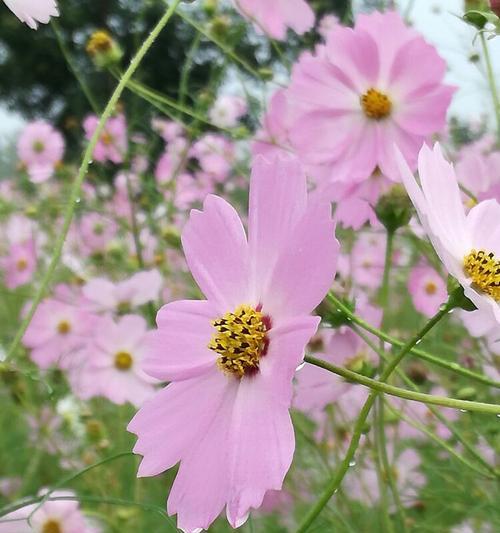 格桑花的花语（向生命之花致敬——格桑花的美丽与意义）