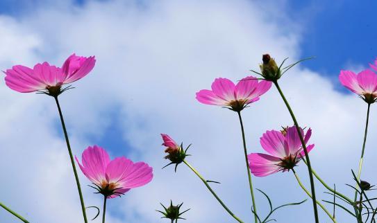 格桑花的花语（向生命之花致敬——格桑花的美丽与意义）