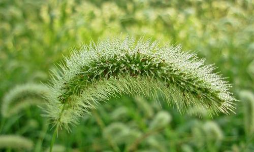 狗尾草花语揭示的生活智慧（探索狗尾草的花语与意义）