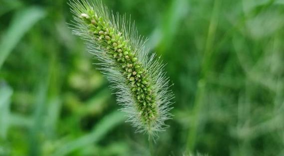 狗尾草花语揭示的生活智慧（探索狗尾草的花语与意义）