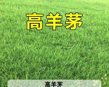 狗牙根包衣的含义及作用（了解狗牙根包衣的起源和保护作用）