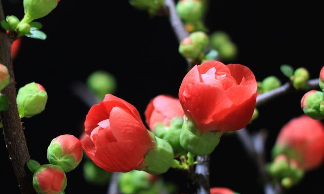 海棠花语（盛开如梦）