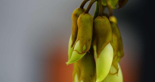 禾雀花的花语与意义（揭开禾雀花的神秘面纱——一朵娇美的花的花语）