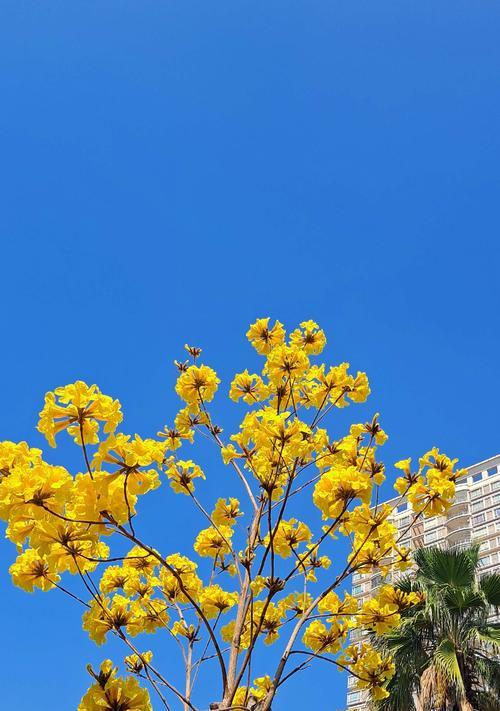 红花风铃木的花语（揭秘红花风铃木的花语秘密）