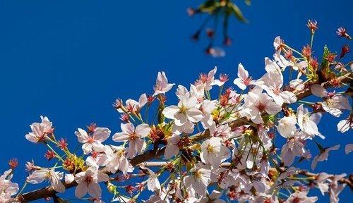 红叶樱花的花语与意义（红叶樱花）