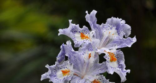 蝴蝶花（探索蝴蝶花的花语与寓意）