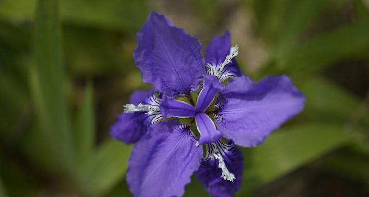 蝴蝶花（探索蝴蝶花的花语与寓意）