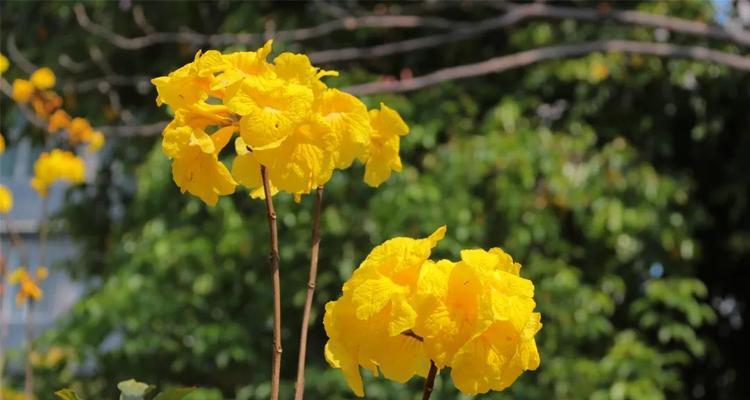 黄花风铃木的花语与美丽含义（以黄花风铃木为主题的花语解析与传达）