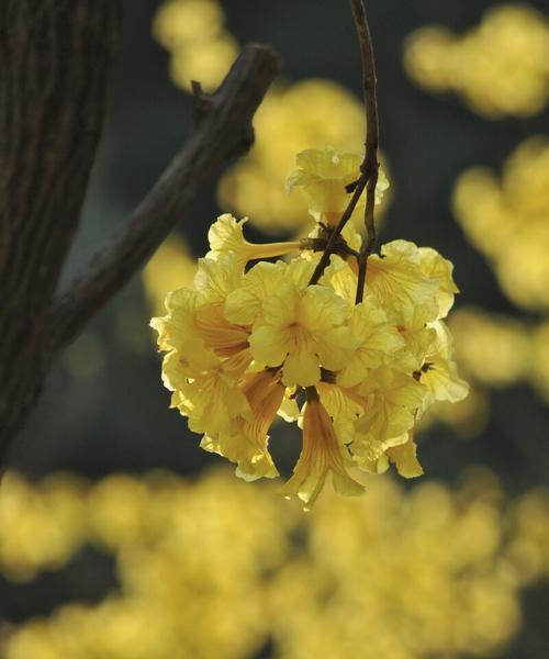 黄花风铃木的花语与美丽含义（以黄花风铃木为主题的花语解析与传达）