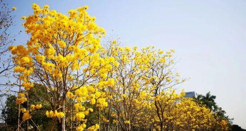 黄花风铃木的花语与美丽含义（以黄花风铃木为主题的花语解析与传达）