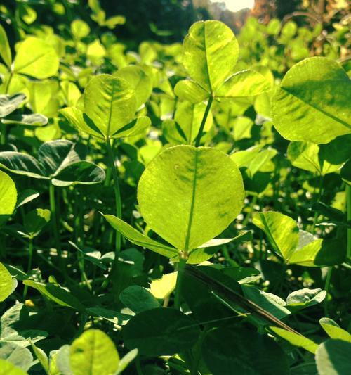 三叶草，神秘又神奇的植物（探索三叶草的神秘之处）