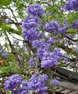 蓝楹花的花语与意义（探索蓝楹花的象征与美丽）