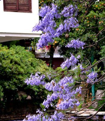 蓝楹花的花语与意义（探索蓝楹花的象征与美丽）