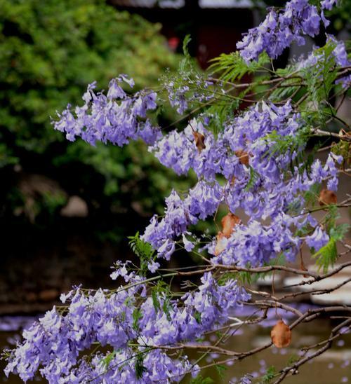 蓝楹花的花语与意义（探索蓝楹花的象征与美丽）