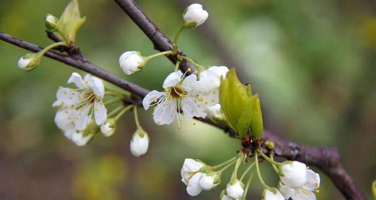 梨花盛开，花开富贵（梨花花语与吉祥寓意）